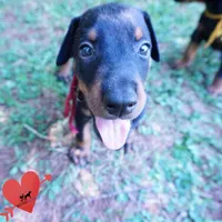 AKC Euro OFA & Embark - Hakoda, a male Doberman Pinscher for sale in Anderson, SC – 4 of 10