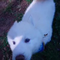 AKC OFA Embark White, a male Siberian Husky for sale in Anderson, SC – Photo 5 of 10