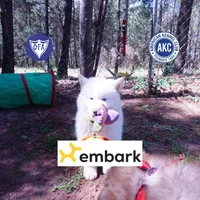 AKC OFA Embark White, a male Siberian Husky for sale in Anderson, SC – Photo 1 of 10