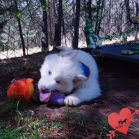 AKC OFA Embark White, a male Siberian Husky for sale in Anderson, SC – Photo 4 of 10