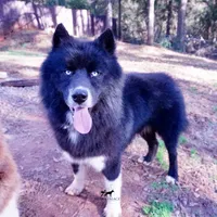 AKC Solid Black Trained, a male Siberian Husky for sale in Anderson, SC – 2 of 10