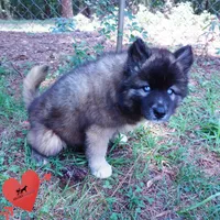 AKC Agouti Embark & OFA Parents, a female Siberian Husky for sale in Anderson, SC – 6 of 10