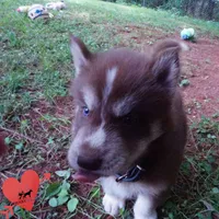 AKC OFA Brown/white, a male Siberian Husky for sale in Anderson, SC – 4 of 10