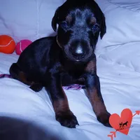 OFA & Embark Tested Parents, a female Doberman Pinscher for sale in Anderson, SC – 8 of 10