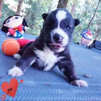 Agouti OFA AKC & Embark - Vivi, a female Siberian Husky for sale in Anderson, SC – 6 of 10