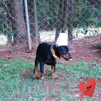 Ears Cropped - AKC Euro OFA & Embark, a male Doberman Pinscher for sale in Anderson, SC – 7 of 10