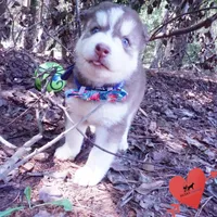 OFA & AKC Red/white, a male Siberian Husky for sale in Anderson, SC – 2 of 10