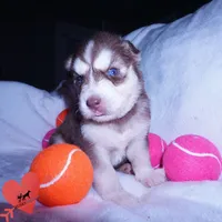 AKC Red/white OFA, a female Siberian Husky for sale in Anderson, SC – 5 of 10