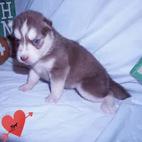 Red/white Ready mid October, a female Siberian Husky for sale in Anderson, SC – 5 of 10