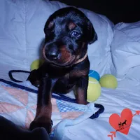 AKC Euro OFA & Embark - Sokka, a male Doberman Pinscher for sale in Anderson, SC – 5 of 10