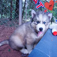 Black/white AKC OFA Embark - Gerogina, a male Siberian Husky for sale in Anderson, SC – 6 of 10