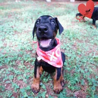 Ear cropped - Full Euro, a female Doberman Pinscher for sale in Anderson, SC – 7 of 10