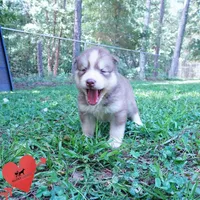 OFA & Embark - Carrot, a male Siberian Husky for sale in Anderson, SC – 7 of 10