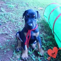 100% European, a  Doberman Pinscher for sale in Anderson, SC – 7 of 10