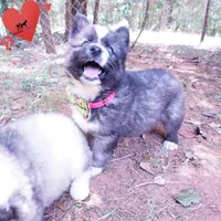 Agouti AKC  OFA & Embark, a female Siberian Husky for sale in Anderson, SC – 5 of 8