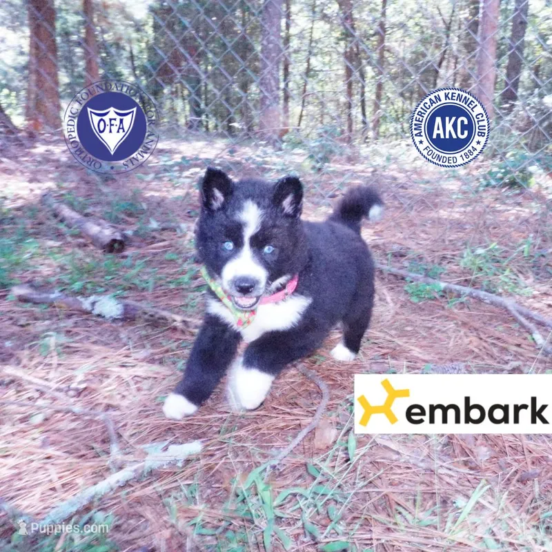 Phoenix - AKC – Siberian Husky puppy for sale in Anderson, SC