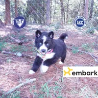Phoenix - AKC, a female Siberian Husky for sale in Anderson, SC – 1 of 10