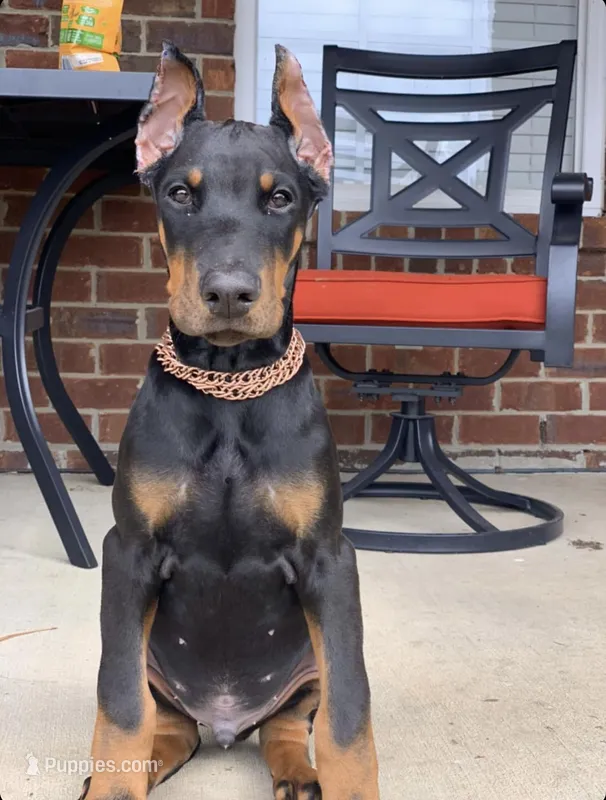 Euro, OFA, Embark, & AKC, a  Doberman Pinscher for sale in Anderson, SC – 1 of 10