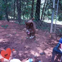 AKC OFA Tested Parents, a female Siberian Husky for sale in Anderson, SC – 6 of 10