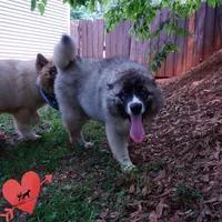 AKC Agouti Embark & OFA Parents, a female Siberian Husky for sale in Anderson, SC – 6 of 10