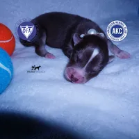 AKC OFA Brown/white, a female Siberian Husky for sale in Anderson, SC – 1 of 5