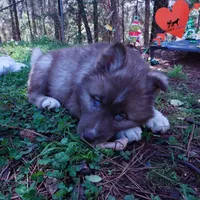 Solid Brown Embark OFA AKC, a male Siberian Husky for sale in Anderson, SC – Photo 5 of 10