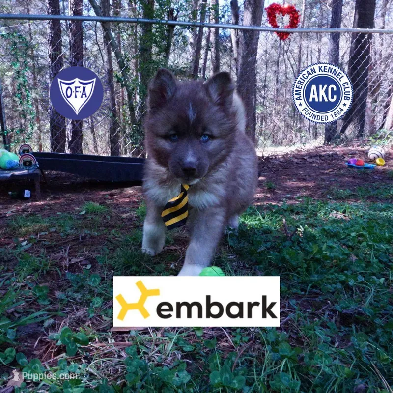 Solid Brown Embark OFA AKC – Siberian Husky puppy for sale in Anderson, SC
