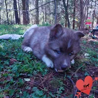 Solid Brown Embark OFA AKC, a male Siberian Husky for sale in Anderson, SC – Photo 7 of 10