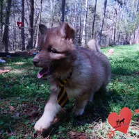 Solid Brown Embark OFA AKC, a male Siberian Husky for sale in Anderson, SC – Photo 8 of 10