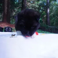 AKC Agouti OFA & Embark, a male Siberian Husky for sale in Anderson, SC – 4 of 10