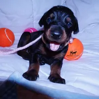 Champion & Full Euro AKC, a female Doberman Pinscher for sale in Anderson, SC – 2 of 10