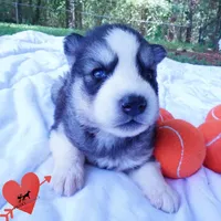 Black/white AKC OFA Embark - Azteca, a male Siberian Husky for sale in Anderson, SC – 5 of 10