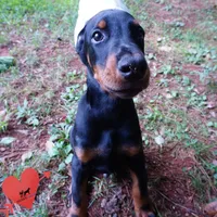 Ear cropped AKC Euro OFA & Embark, a male Doberman Pinscher for sale in Anderson, SC – 2 of 10