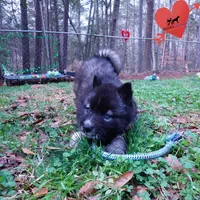 Dirty Face Agouti AKC, a female Siberian Husky for sale in Anderson, SC – Photo 8 of 10