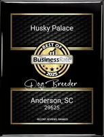 Dirty Face Agouti AKC, a female Siberian Husky for sale in Anderson, SC – Photo 9 of 10