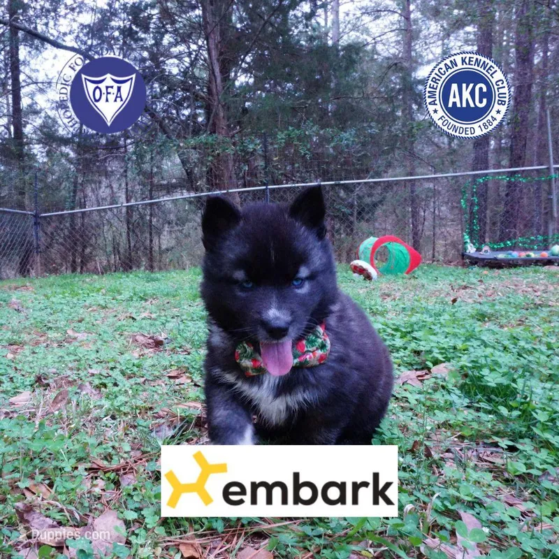 Dirty Face Agouti AKC