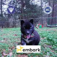 Dirty Face Agouti AKC, a female Siberian Husky for sale in Anderson, SC – Photo 1 of 10