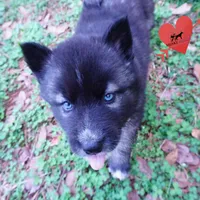 Dirty Face Agouti AKC, a female Siberian Husky for sale in Anderson, SC – Photo 4 of 10