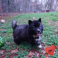 Dirty Face Agouti AKC, a female Siberian Husky for sale in Anderson, SC – Photo 2 of 10
