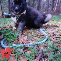 Dirty Face Agouti AKC, a female Siberian Husky for sale in Anderson, SC – Photo 6 of 10