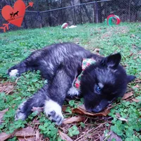 Dirty Face Agouti AKC, a female Siberian Husky for sale in Anderson, SC – Photo 5 of 10