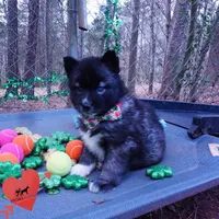 Dirty Face Agouti AKC, a female Siberian Husky for sale in Anderson, SC – Photo 7 of 10
