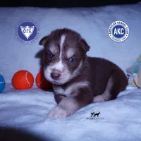 AKC OFA Brown/white, a male Siberian Husky for sale in Anderson, SC – 1 of 8