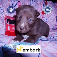 Solid Brown Embark AKC OFA, a male Siberian Husky for sale in Anderson, SC – Photo 1 of 10