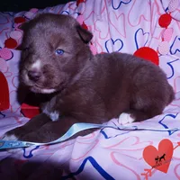 Solid Brown Embark AKC OFA, a male Siberian Husky for sale in Anderson, SC – Photo 7 of 10