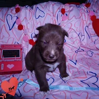 Solid Brown Embark AKC OFA, a male Siberian Husky for sale in Anderson, SC – Photo 6 of 10