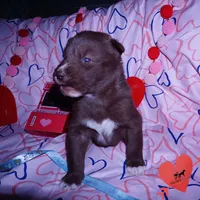 Solid Brown Embark AKC OFA, a male Siberian Husky for sale in Anderson, SC – Photo 4 of 10