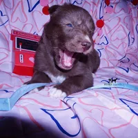 Solid Brown Embark AKC OFA, a male Siberian Husky for sale in Anderson, SC – Photo 8 of 10