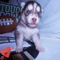 OFA & AKC - Hades, a male Siberian Husky for sale in Anderson, SC – 3 of 10