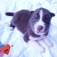 Embark & OFA Tested Parents, a male Siberian Husky for sale in Anderson, SC – 7 of 10